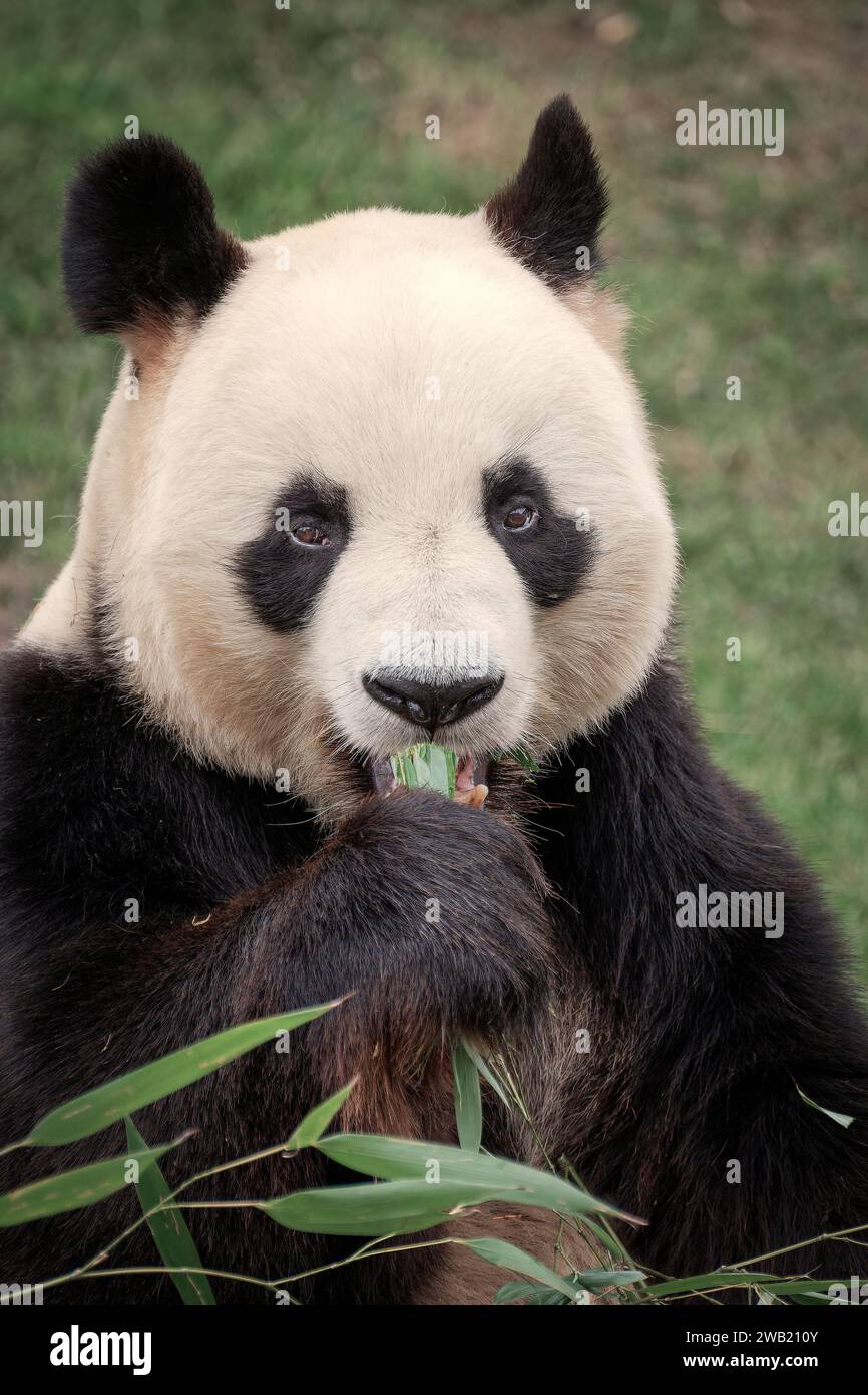 portrait de panda qui mange du bambou Stock Photo