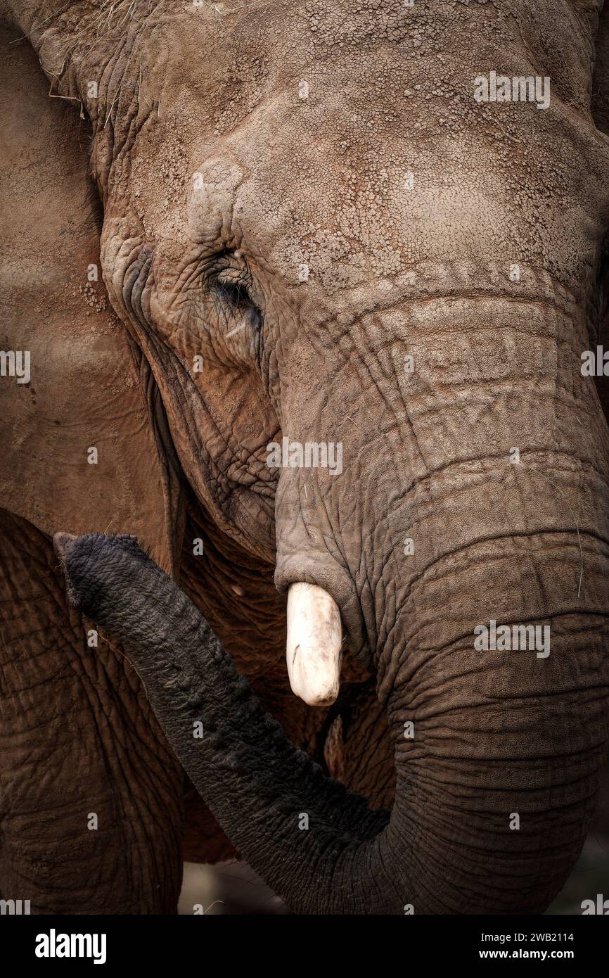tète d'éléphant en gros plan Stock Photo