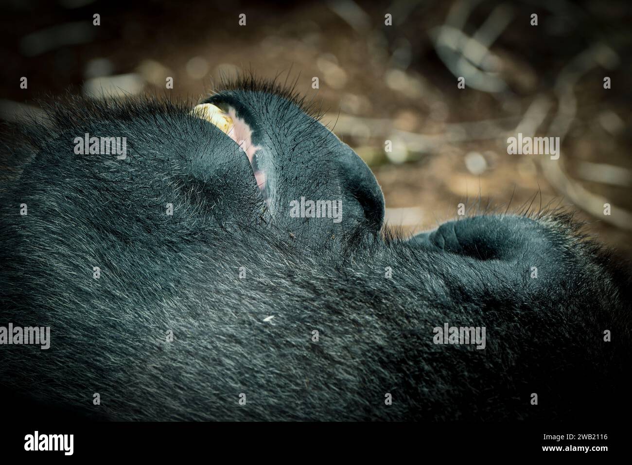 tête de gorille qui dors Stock Photo