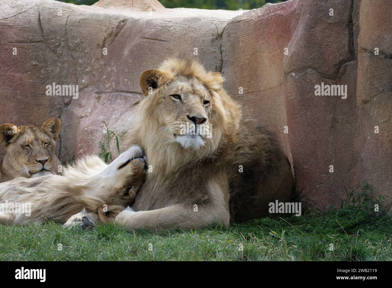 couple de lion et lionne qui se câlinent allongés dans l'herbe Stock Photo