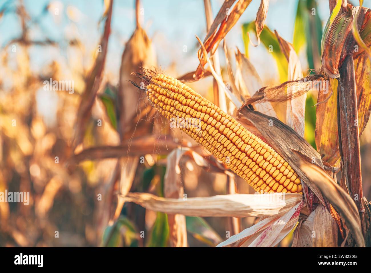 Maize crop is ready for harvest, yellow corn on the con in plantation field, selective focus Stock Photo