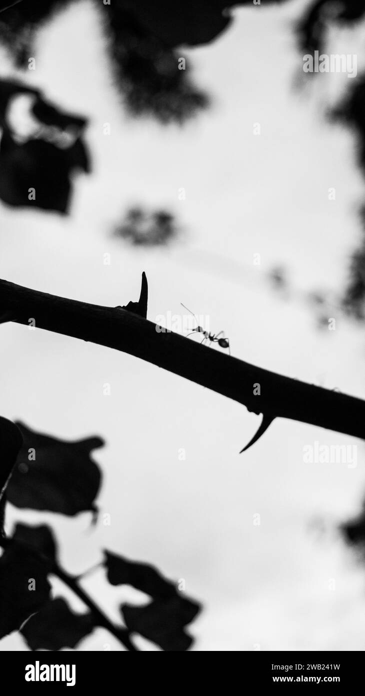 A black and white photograph of an ant on a bougainvillea plant in Las Piñas, NCR, Philippines. Stock Photo