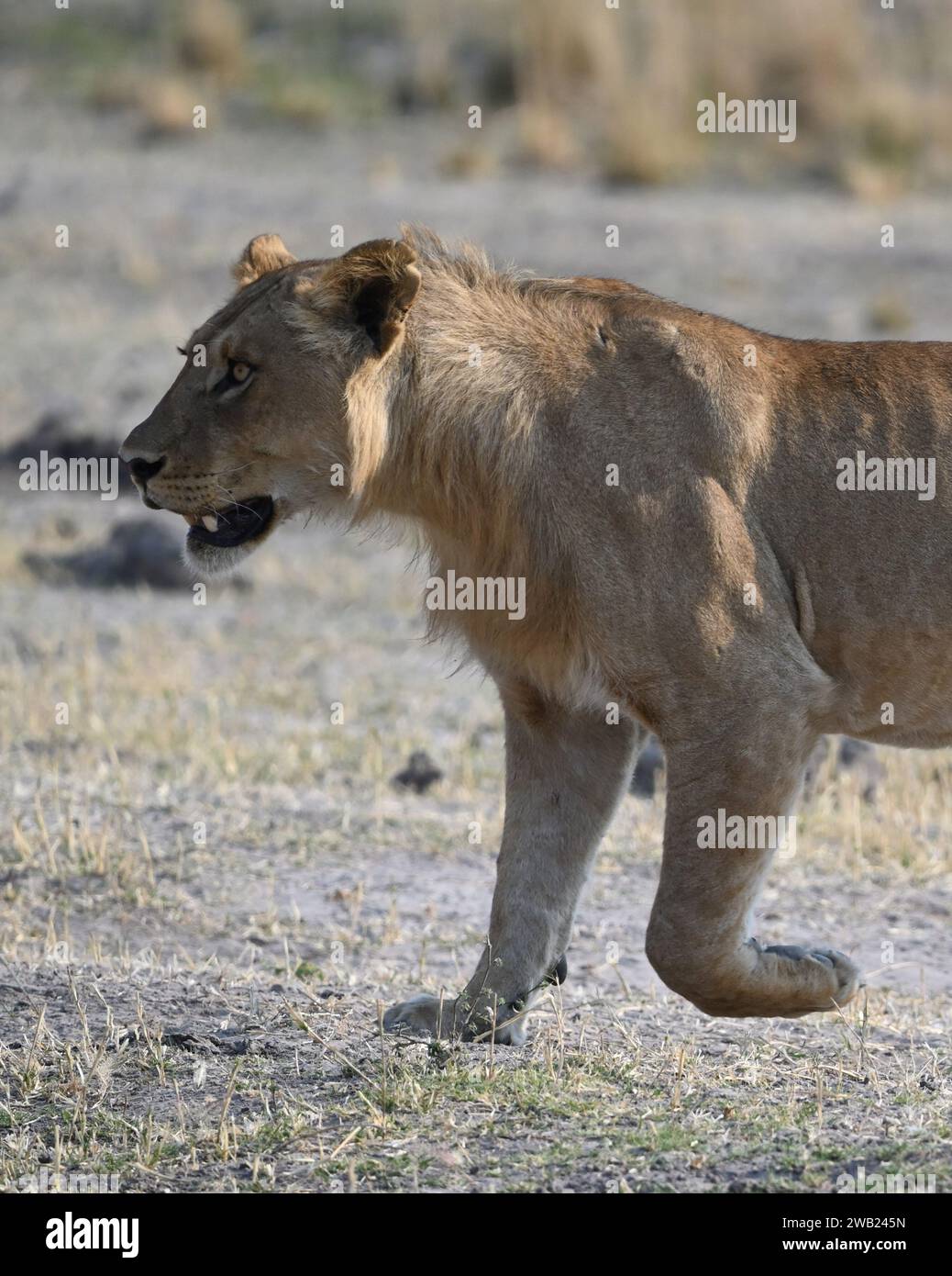 Beautiful male lion hi-res stock photography and images - Alamy
