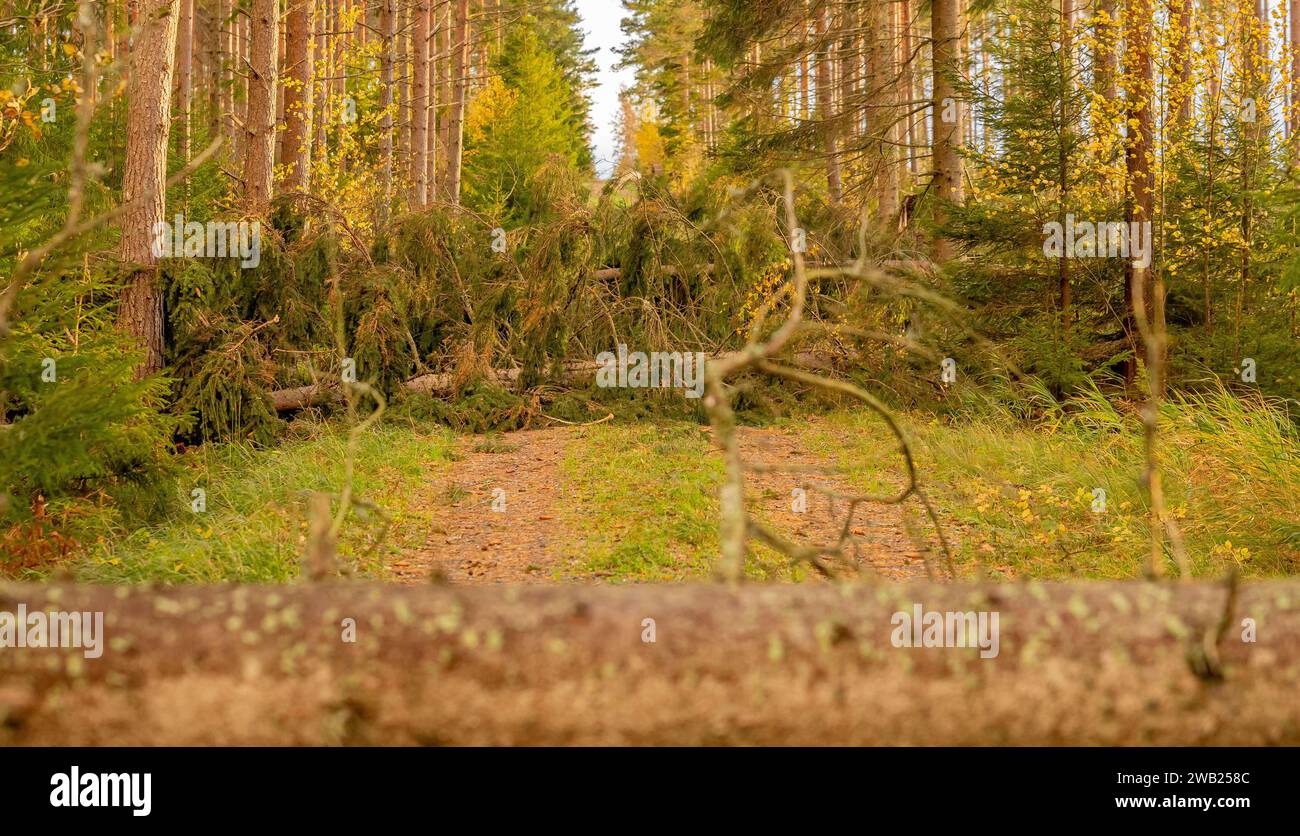 fallen tree after storm Stock Photo