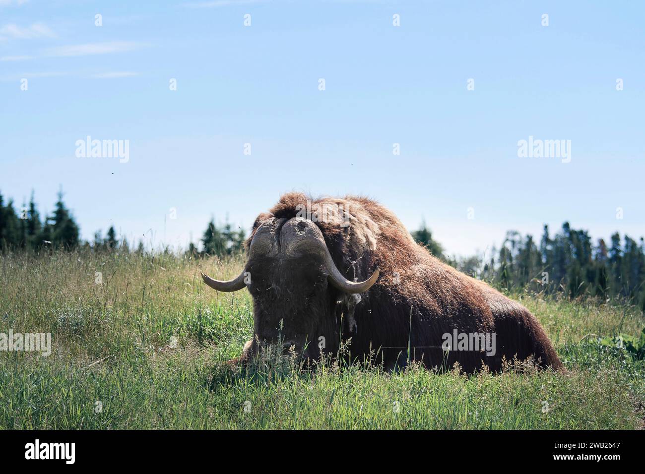 bison allongés dans l'herbe haute Stock Photo