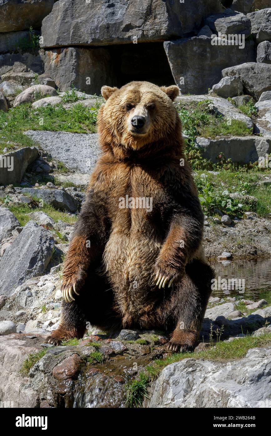ours brun assis sur un rocher qui regarde l'objectif Stock Photo
