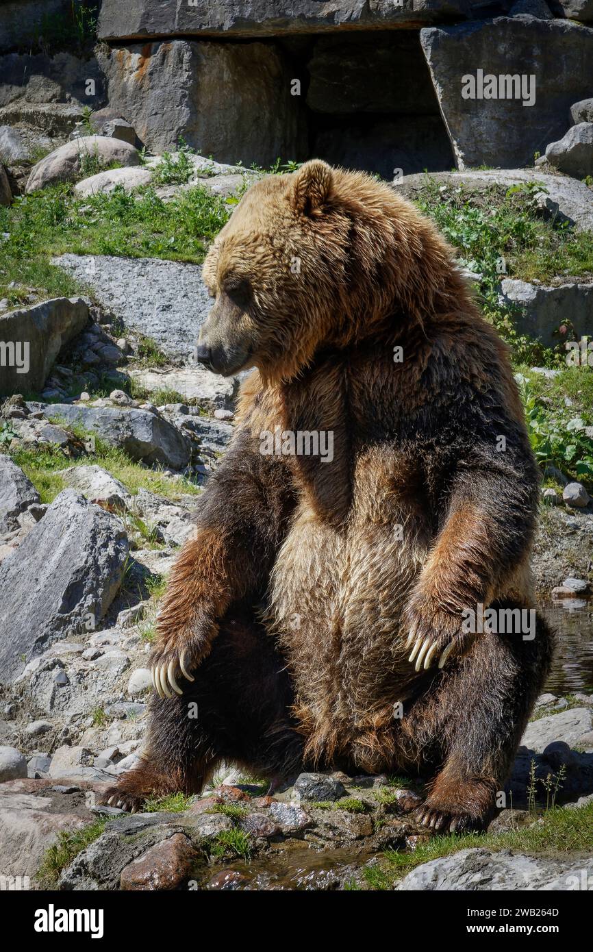 ours brun assis sur un rocher qui regarde l'objectif Stock Photo