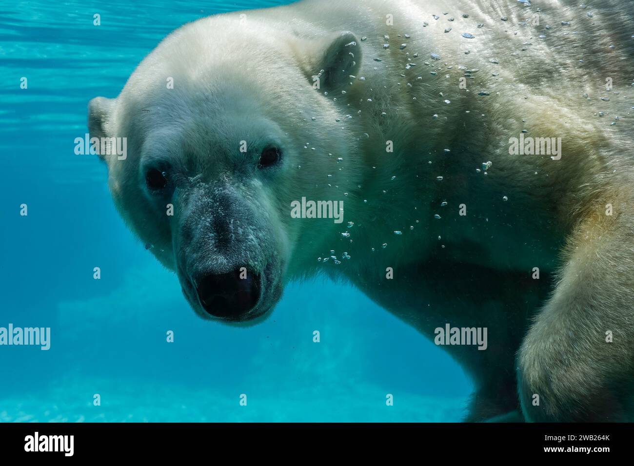 portrait d'un ours blanc qui nage dans l'eau en regardant l'objectif Stock Photo