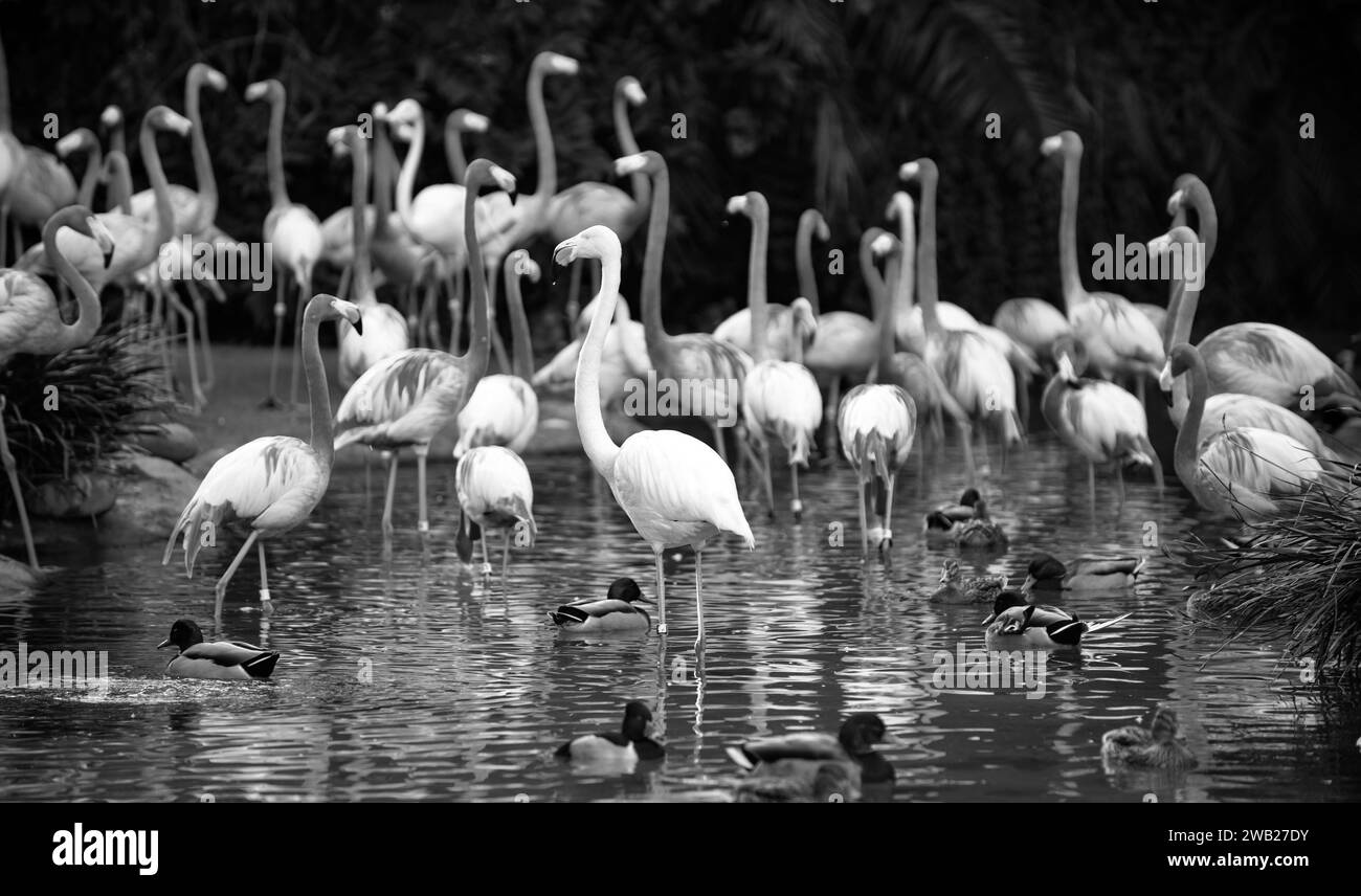Greater flamingo, Phoenicopterus roseus. Colony of pink Flamingos grooming while wading in a pond. Stock Photo