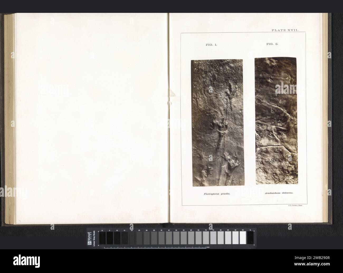 Foot tracks of a Plectopterna Gracilis and an Arachnichnus Dehiscens, c. 1858 - in Or Before 1863 photograph On the left the footsteps of a Plectopterna Gracilis, on the right an Arachnichnus Dehiscens. Amherst photographic support albumen print foot-print, track Stock Photo