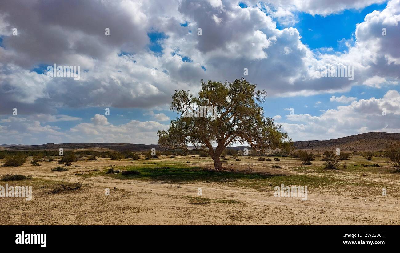 Tamarisk tree Stock Photo