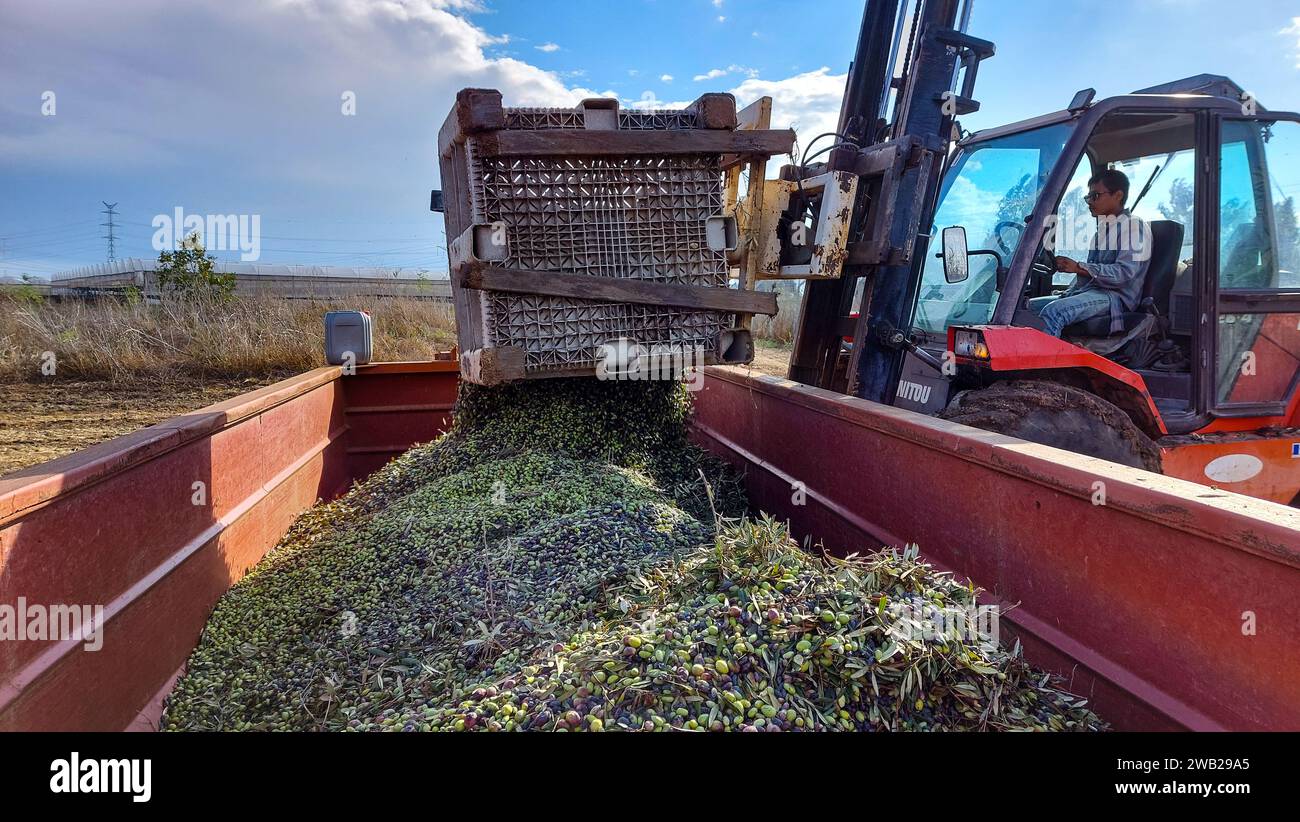 Olive Harvest Stock Photo