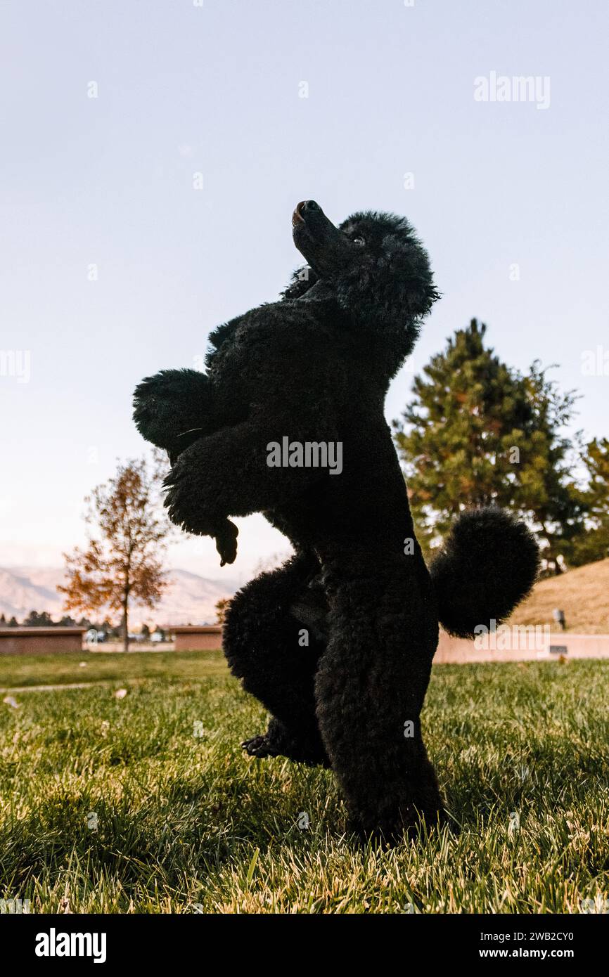 wide low view of Miniature Black Poodle jumping on hind legs Stock Photo