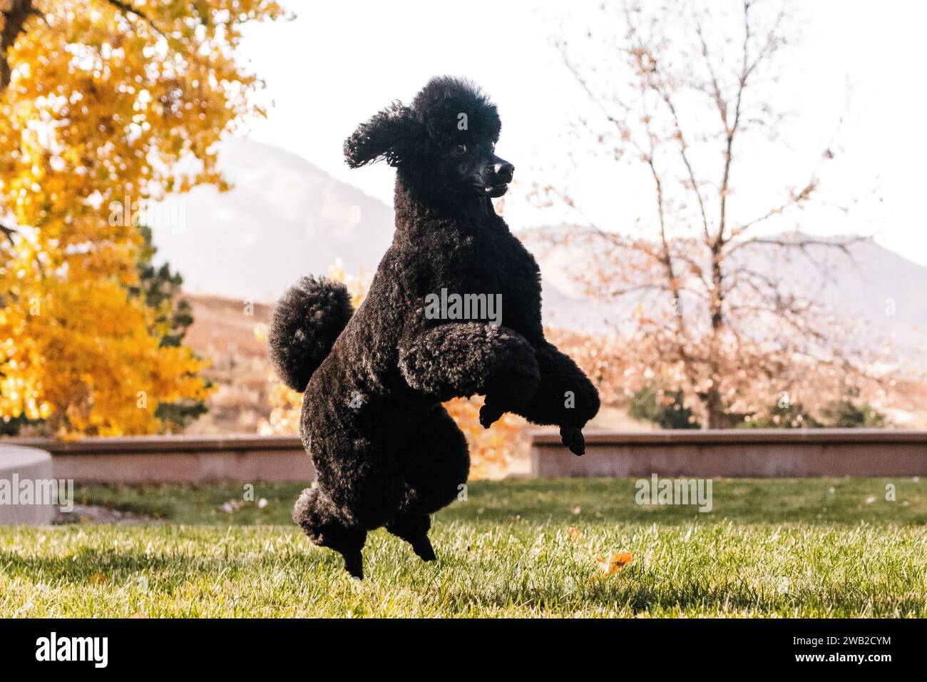 Black Miniature Poodle jumping and playing during autumn in Colorado Stock Photo