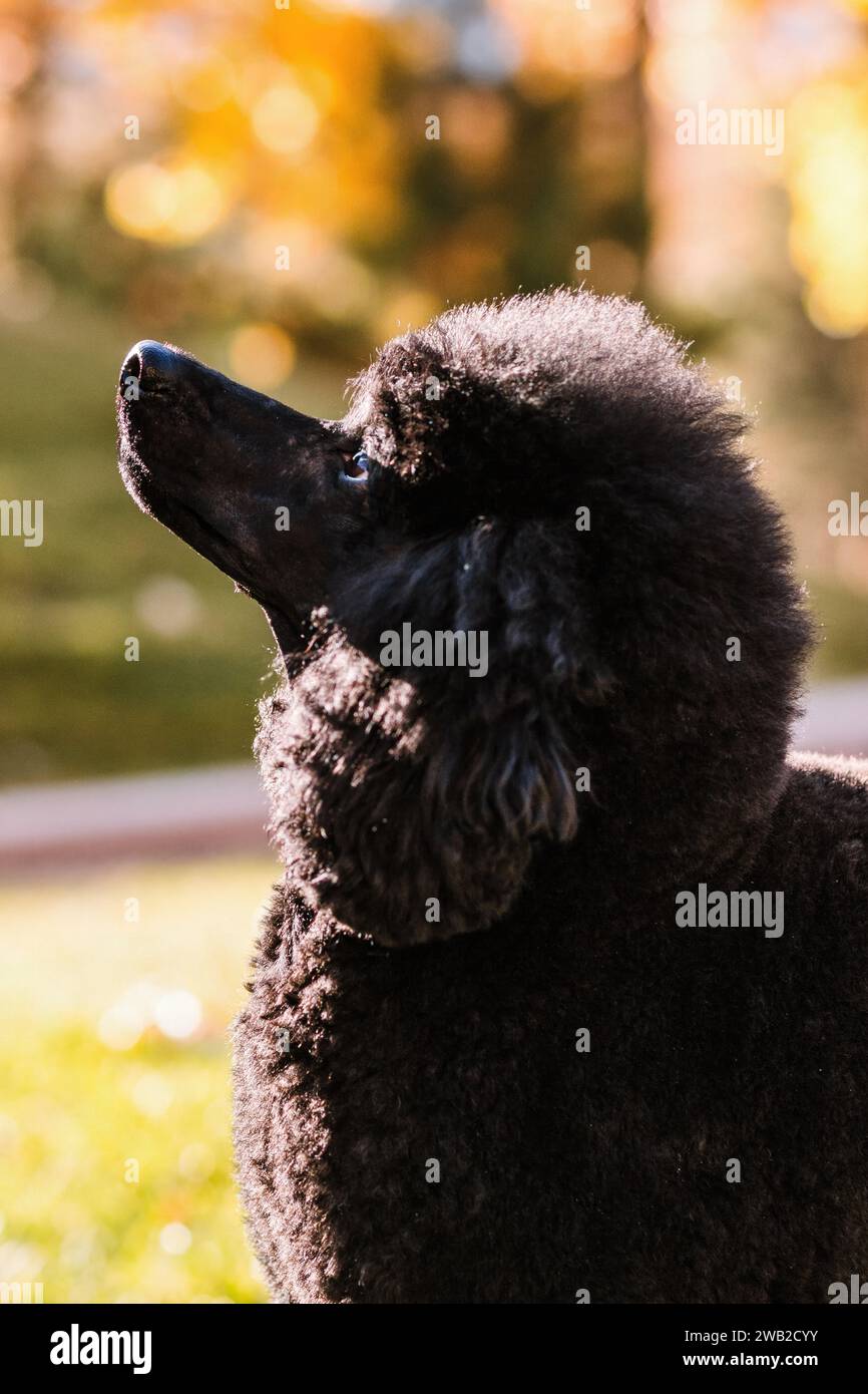 backlit side profile portrait of purebred black Miniature Poodle Stock Photo
