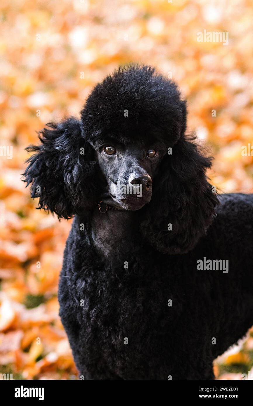 Black Miniature Poodle portrait in orange autumn leaves Stock Photo