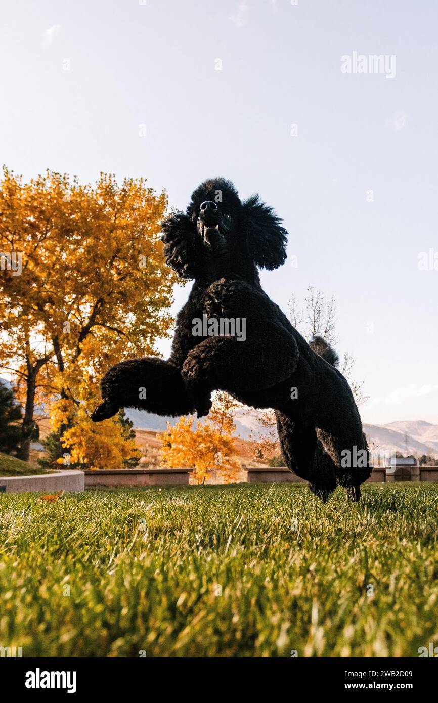 Wide low view of Black Miniature Poodle jumping and playing Stock Photo