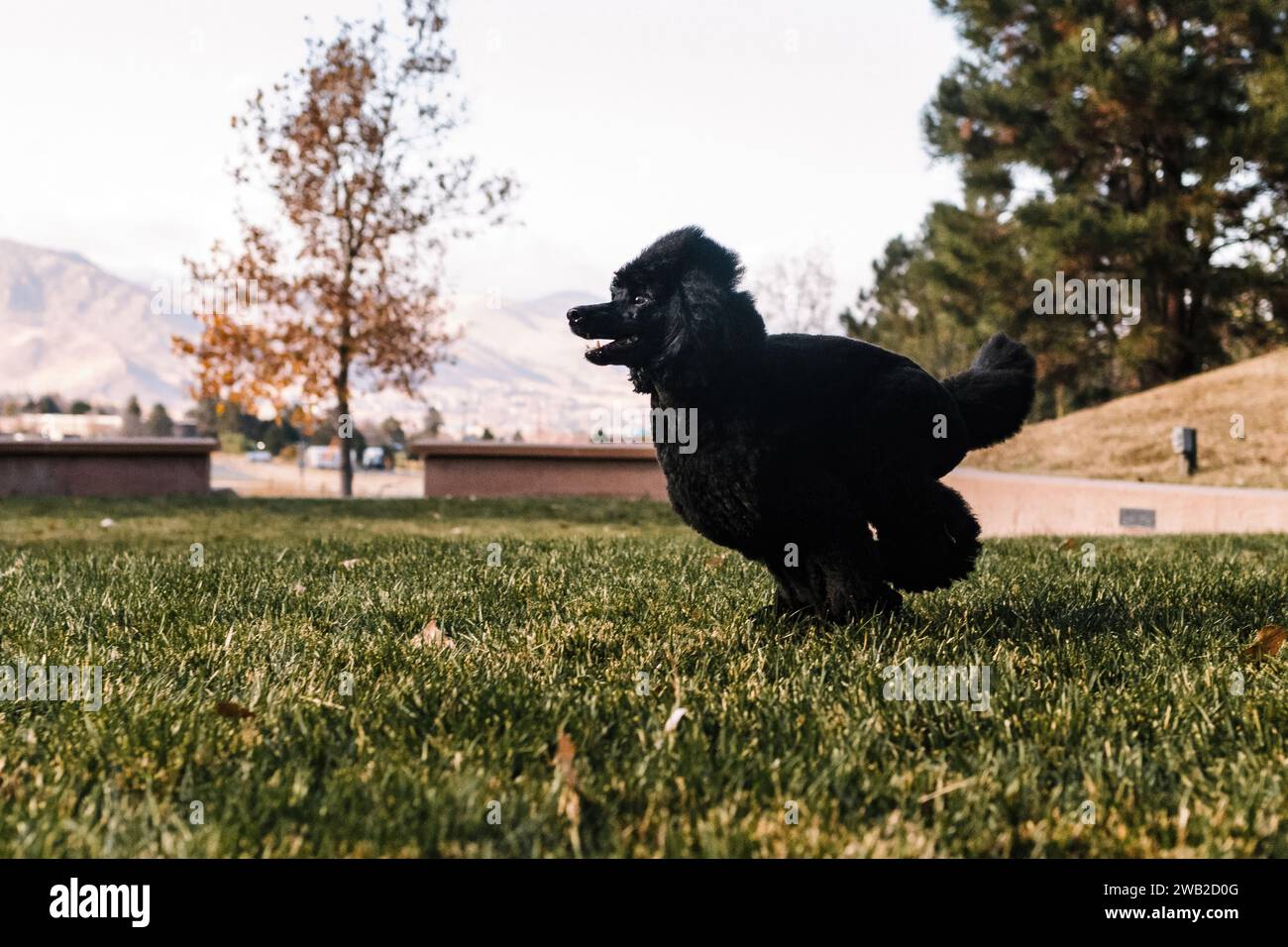 Black Miniature Poodle running and playing in grass in autumn Stock Photo