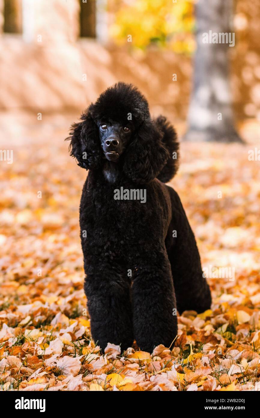 Black Miniature Poodle standing in orange fall leaves in autumn Stock Photo