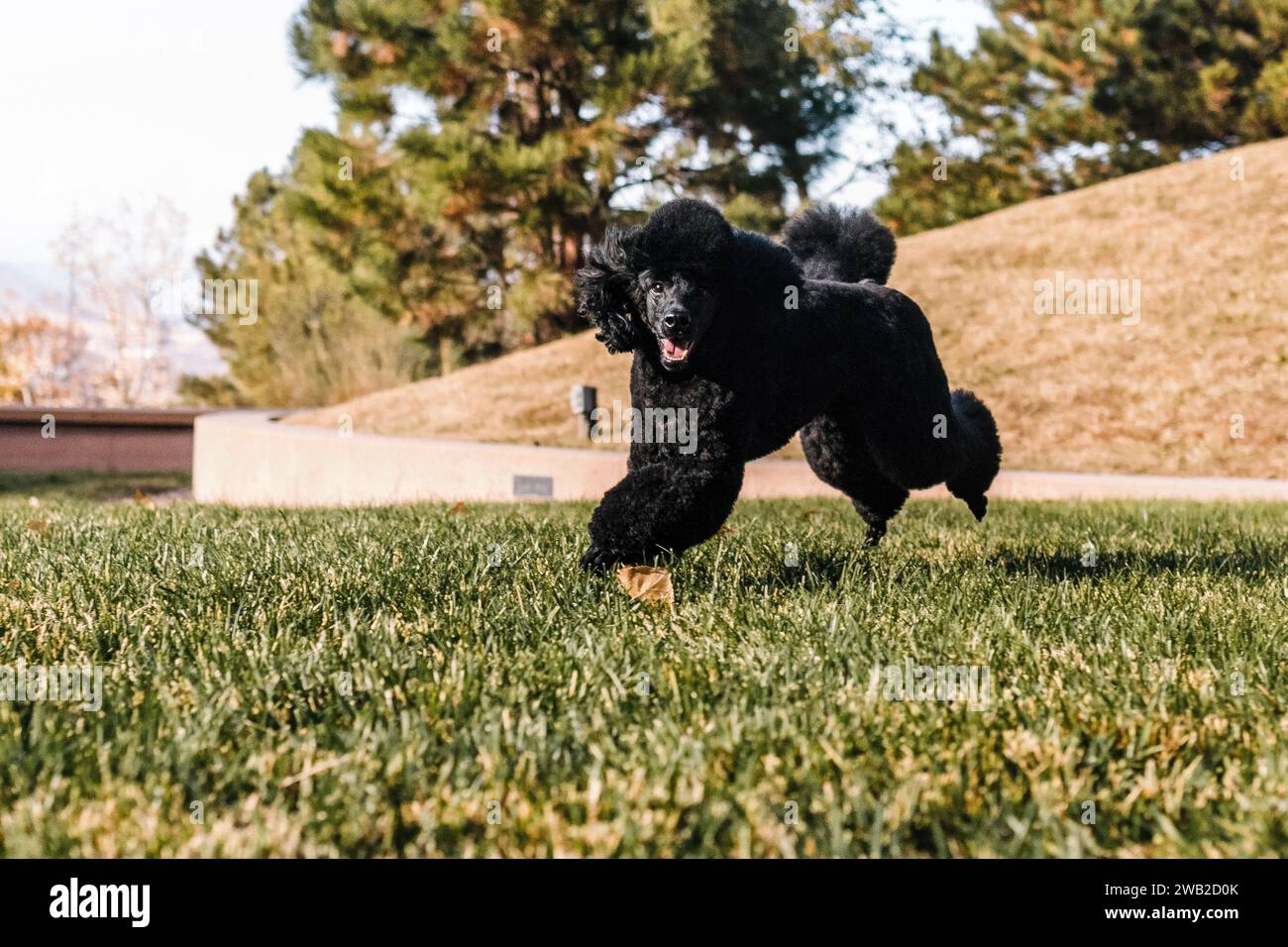 Black Miniature Poodle running and playing in grass at golden hour Stock Photo