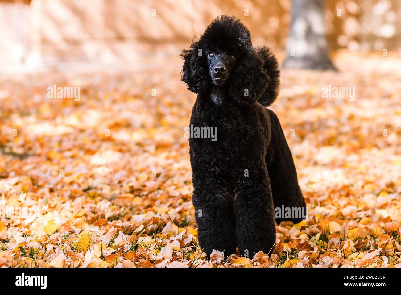 black miniature poodle standing in orange fall leaves in autumn Stock Photo