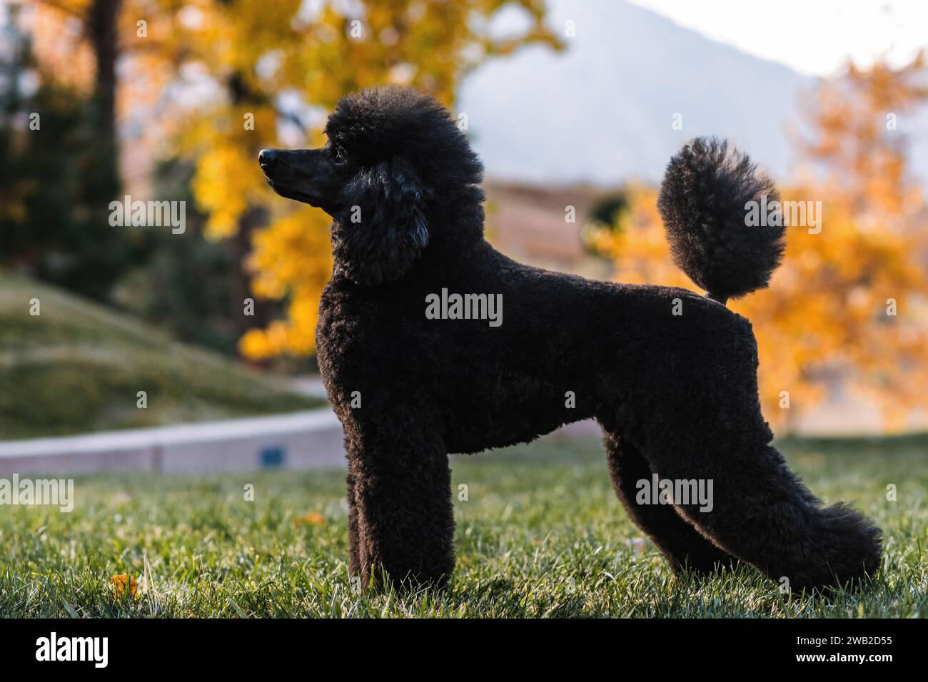 side view of black Miniature Poodle standing in a conformation stack Stock Photo