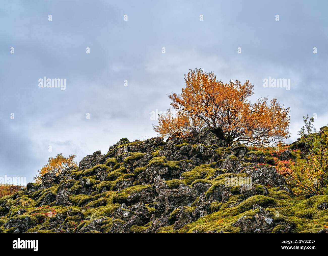 Autumn tree growing on peak of mountain with moss Stock Photo