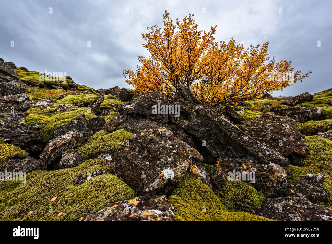 Autumn bush growing on rocky slope covered with moss Stock Photo