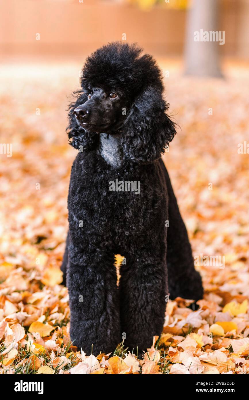 Black Miniature Poodle standing in orange autumn leaves Stock Photo