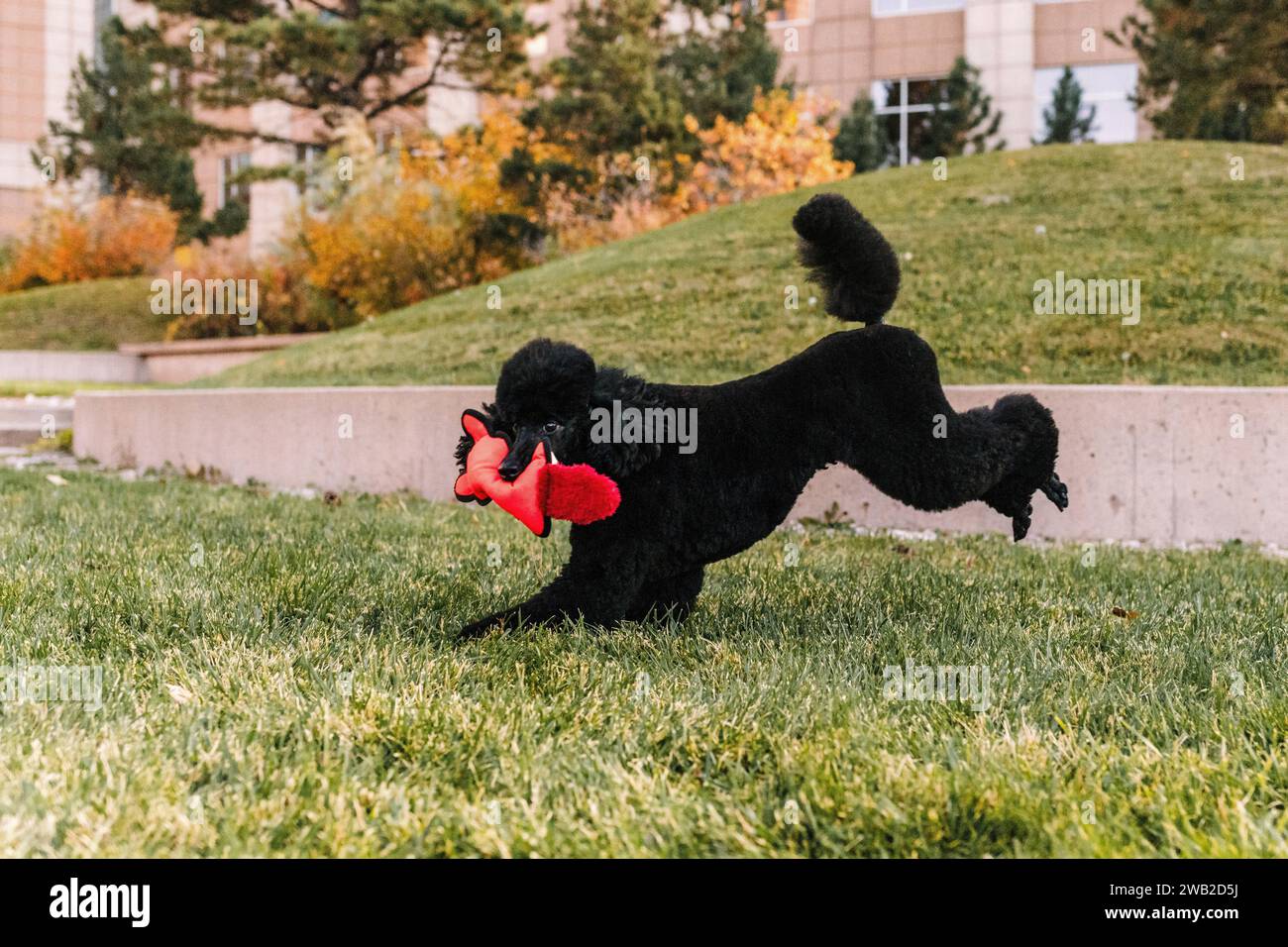 Black Miniature Poodle playing with toy in the grass in autumn Stock Photo