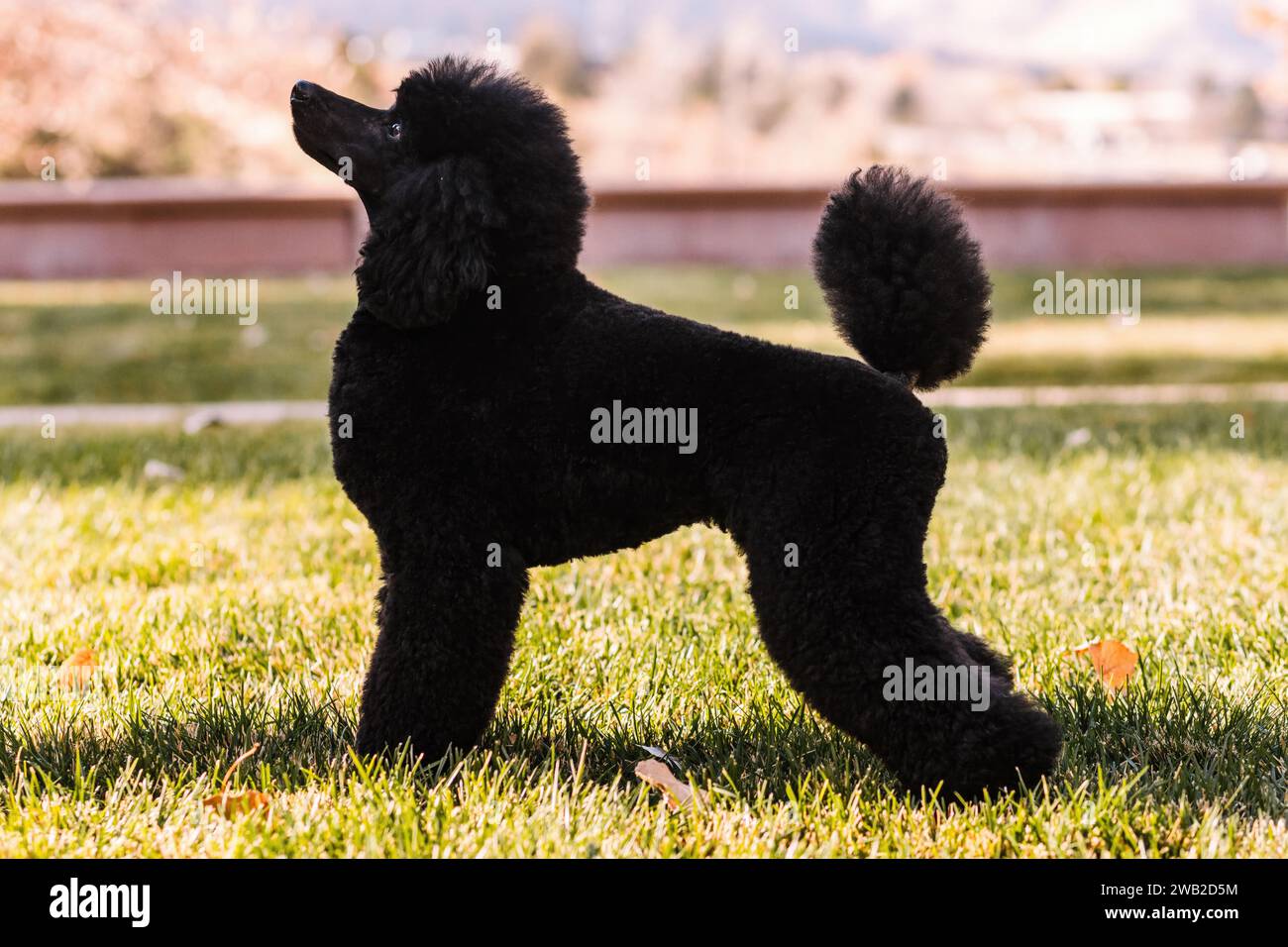 Side view groomed dog hi-res stock photography and images - Alamy