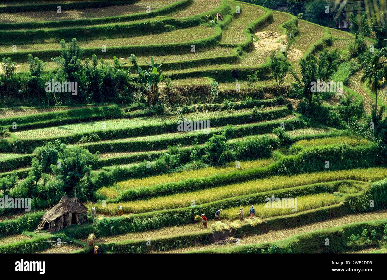 Rice terras hi-res stock photography and images - Alamy