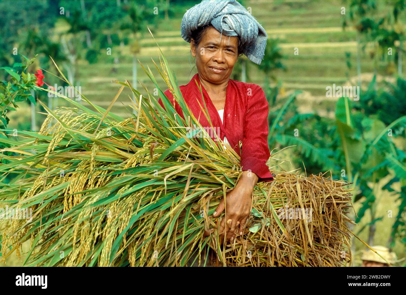 Rice terras hi-res stock photography and images - Alamy