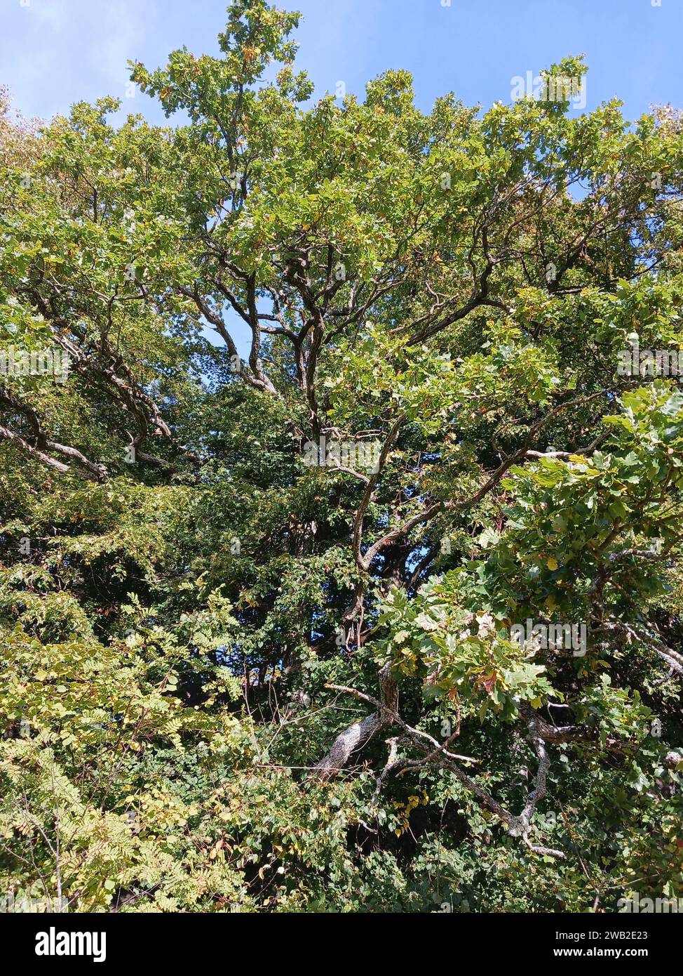 Canopy of leaves hi-res stock photography and images - Alamy