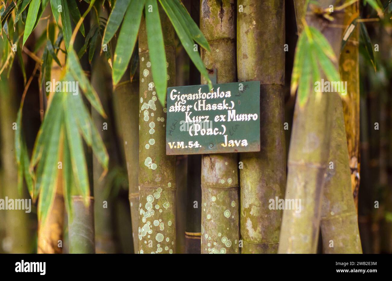 Indonesia, Giant bamboo Gigantochloa atroviolacea var. or 'Watupawan' is a good timber bamboo. Here in the botanical garden of Bogor on Java. Stock Photo
