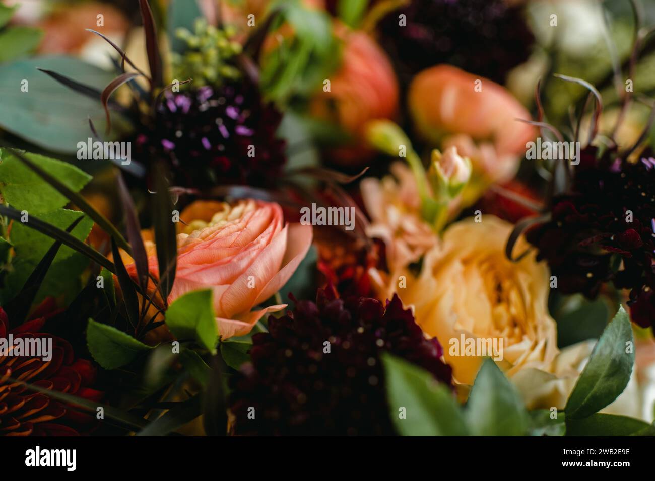 Vibrant summer floral bouquet with Persian buttercups & Scabiosas Stock Photo