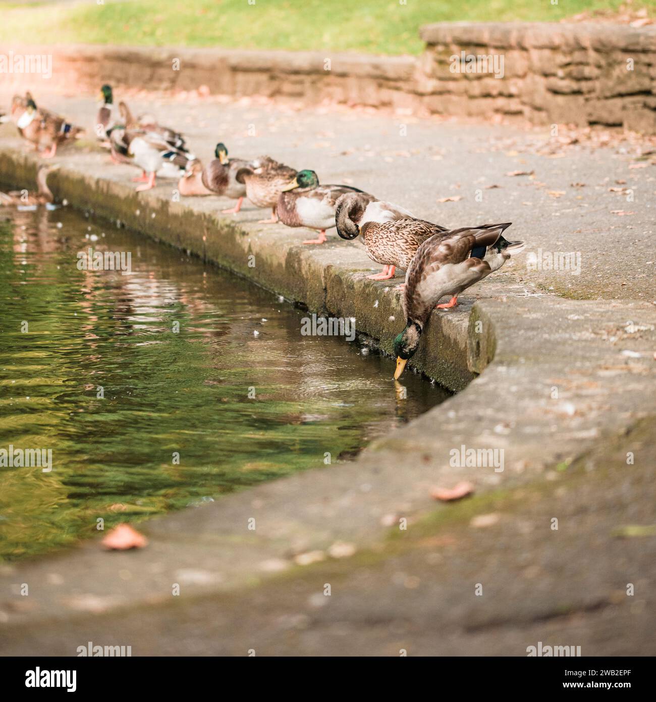 Several ducks standing in a row on edge of pond while one drinks Stock Photo