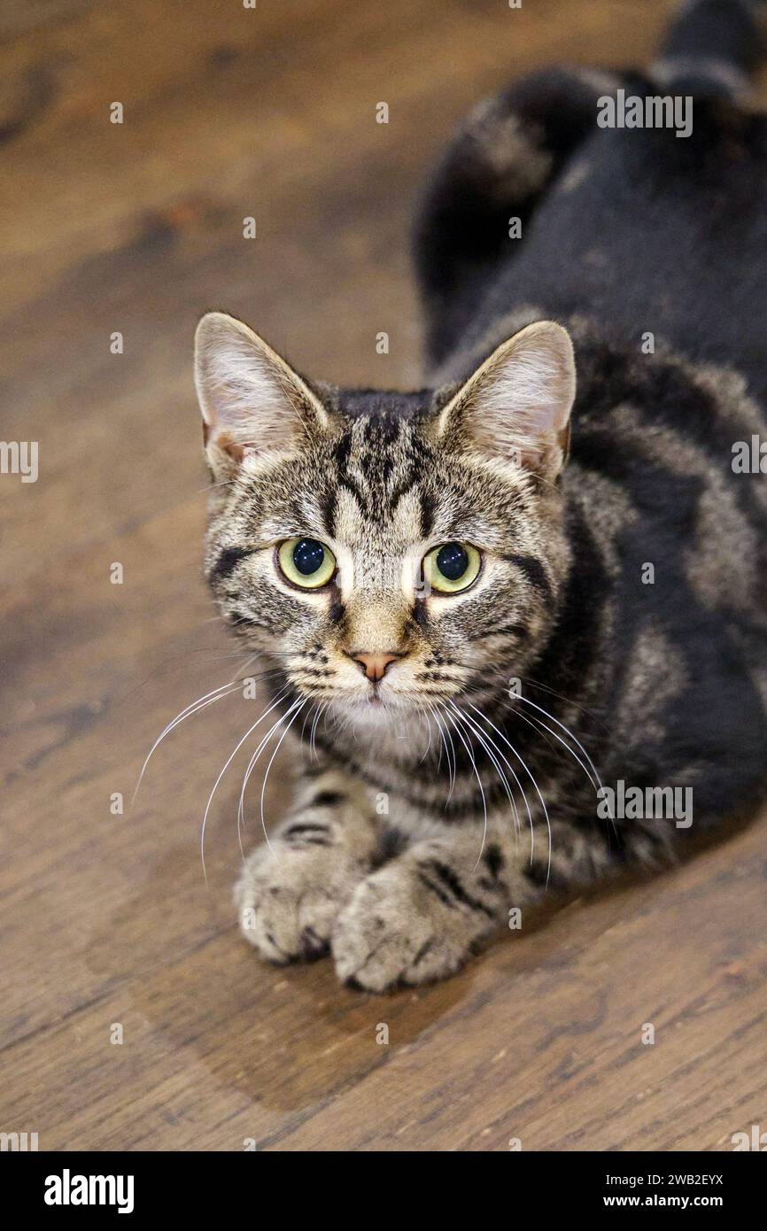 Tabby cat looking scared, Java Whiskers Cat Cafe, London, England Stock Photo