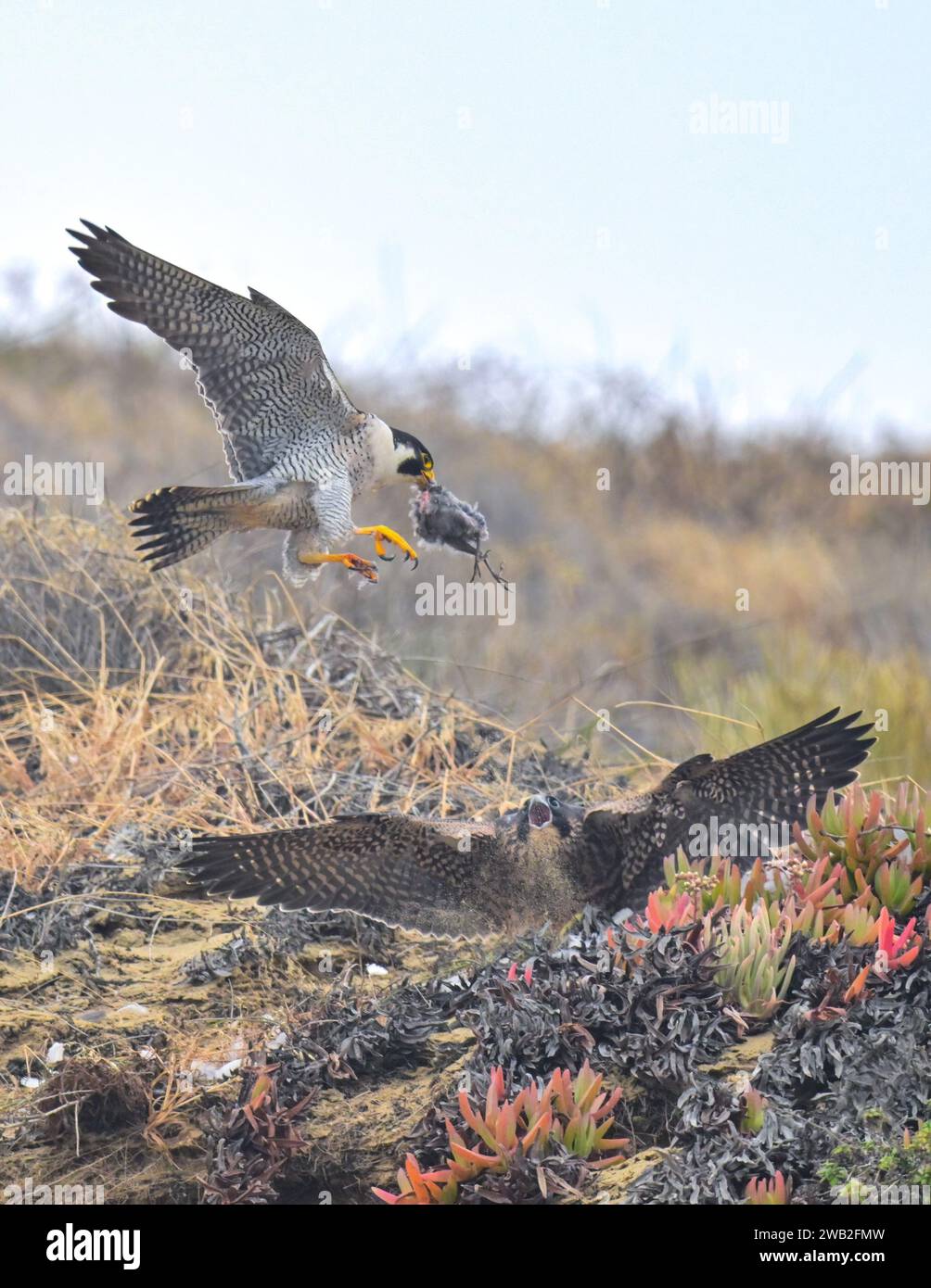 Mum brings food to the baby bird   USA EXCITING images of a mother peregrine falcon enticing its fledgling with food in a bid to teach it to hunt were Stock Photo