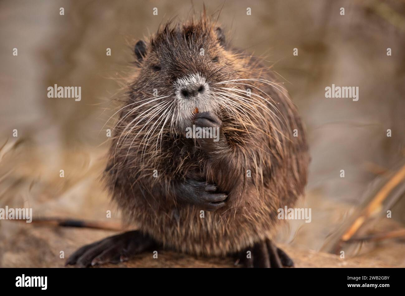 The river nutria is a larger rodent from the nutria family Stock Photo