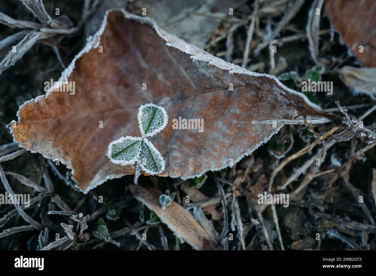 Close up of single clover outlined in frost against leaf during Stock Photo