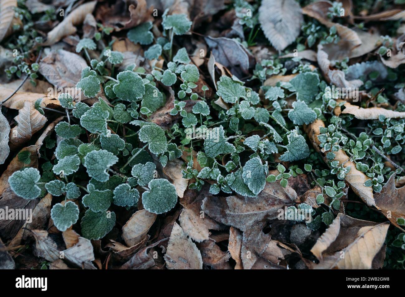 Leaves on the ground covered in winter frost Stock Photo