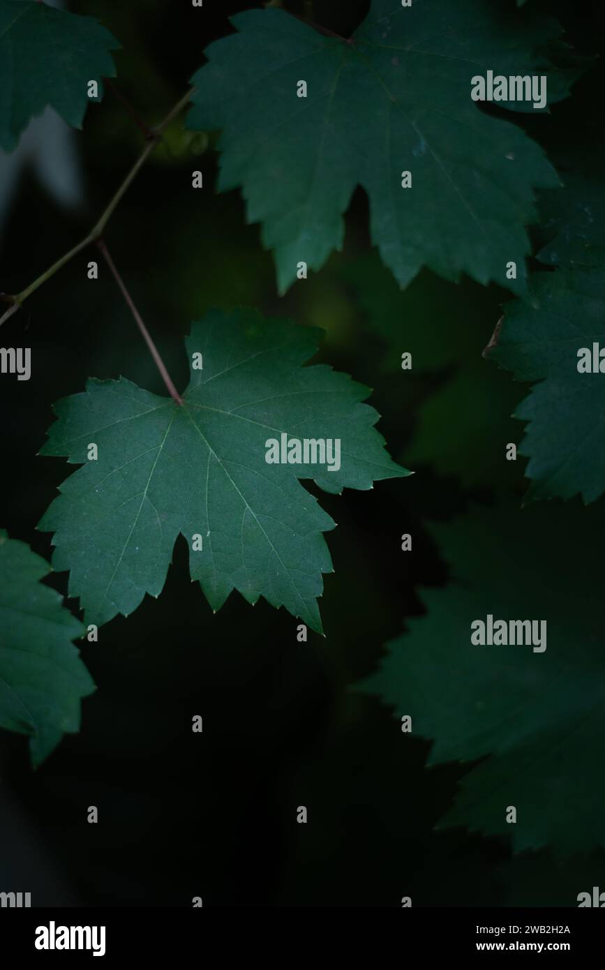 Close up grape leaves in dark bush background Stock Photo