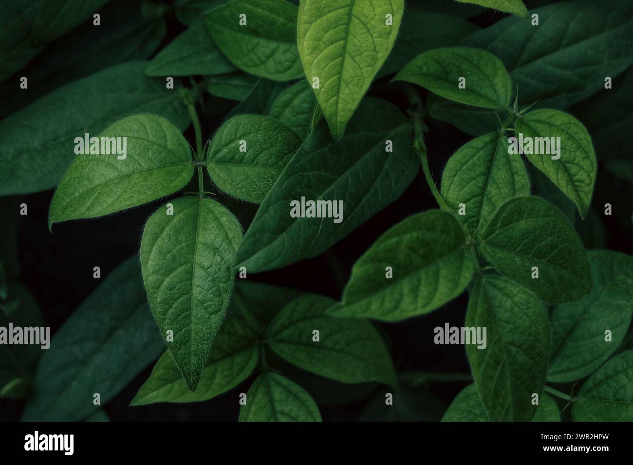 A macro closeup of vibrant green leaves against a dark background ...
