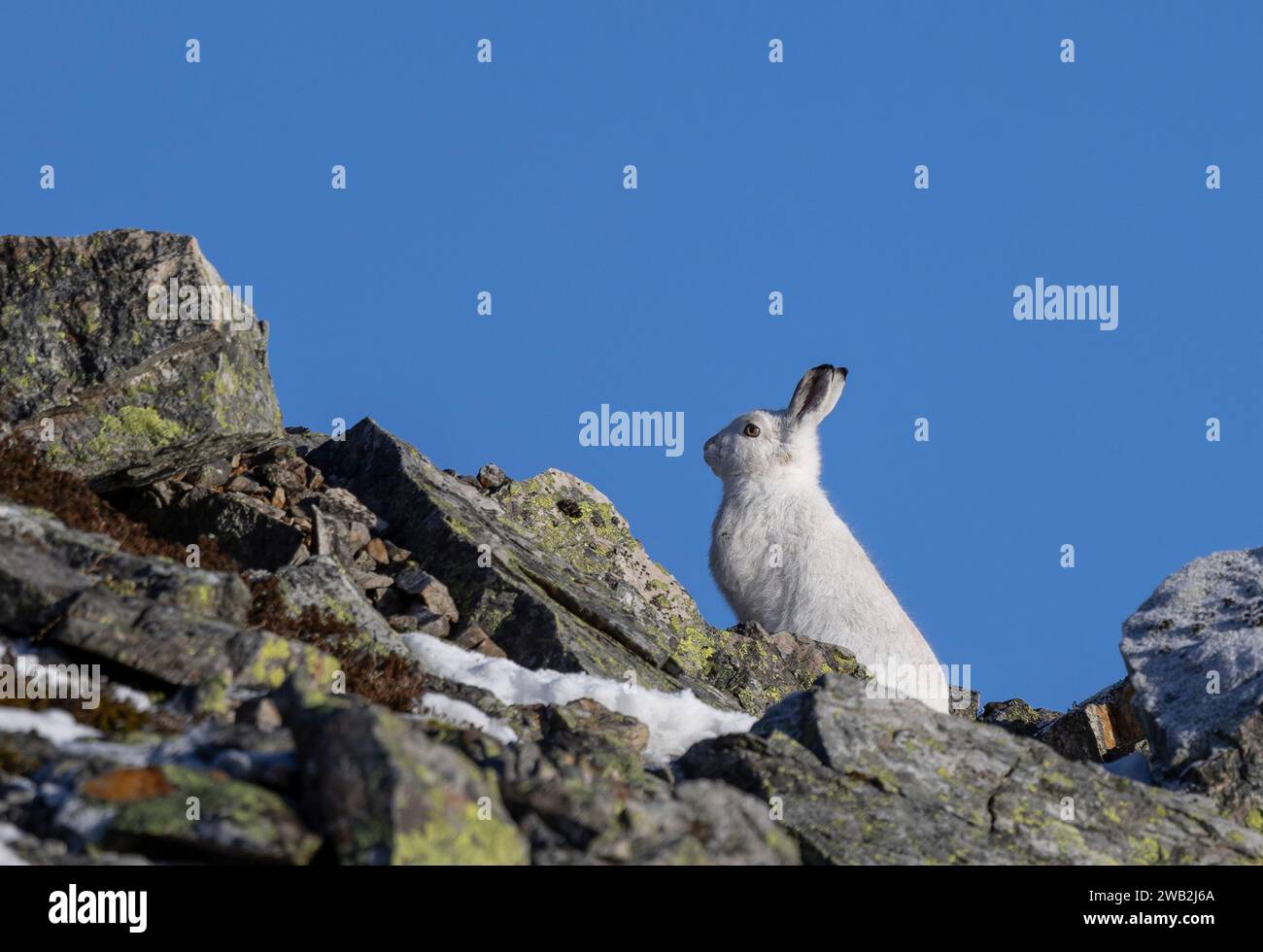 Mountain Hares Cairngorms Scotland Stock Photo Alamy mountain-hares-cairngorms-scotland-stock-photo-alamy