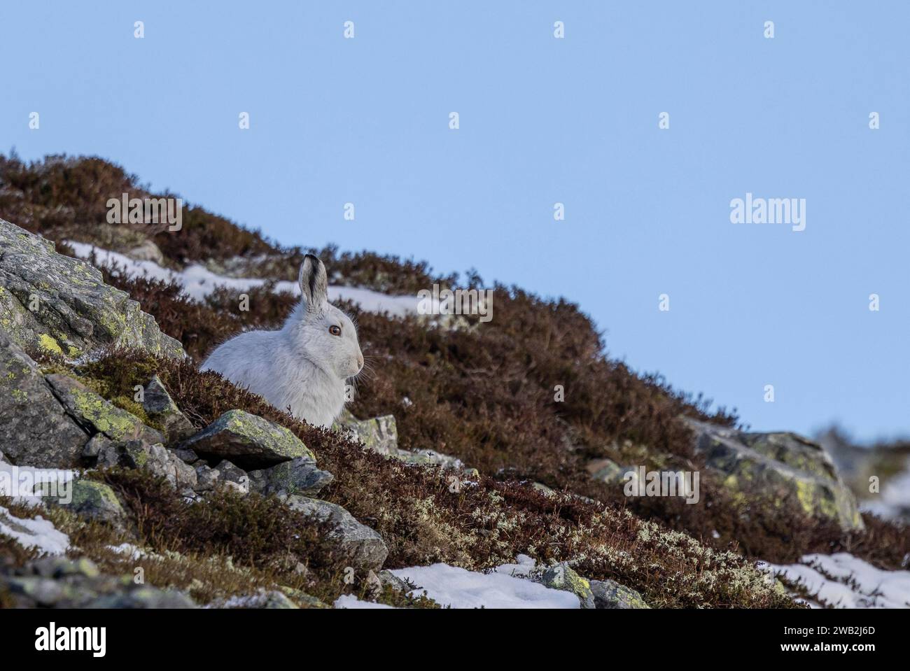 Mountain Hares Cairngorms Scotland Stock Photo Alamy mountain-hares-cairngorms-scotland-stock-photo-alamy