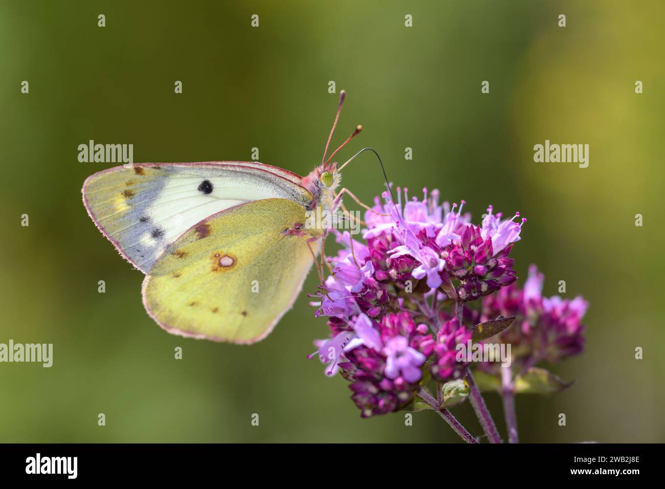 A pale clouded yellow Butterfly - Colias hyale sucks nectar with its trunk from the blossom of Origanum vulgare - Oregano or wild Marjoram Stock Photo