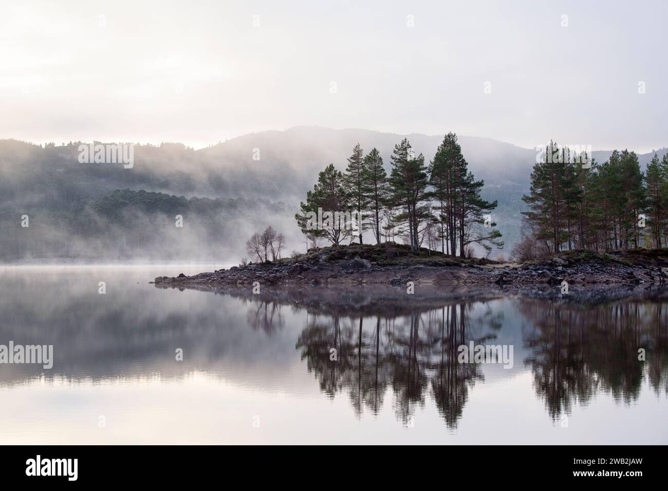 Early morning winter mist frost and scots pine trees. Highlands, Scotland Stock Photo
