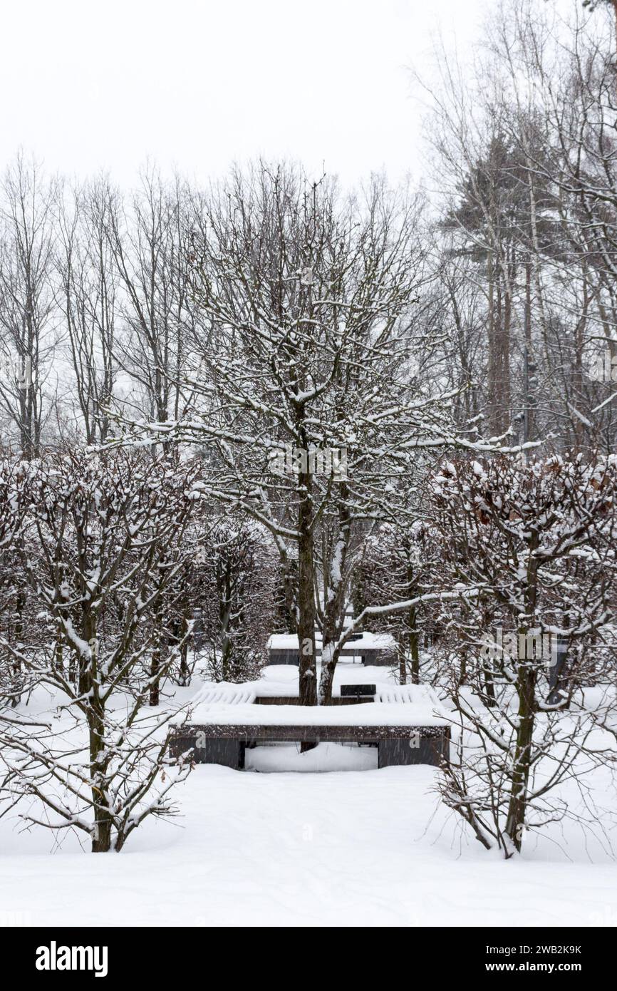 Pyrus communis or common pear tree. The tree is entirely in the garden. Winter view. Stock Photo