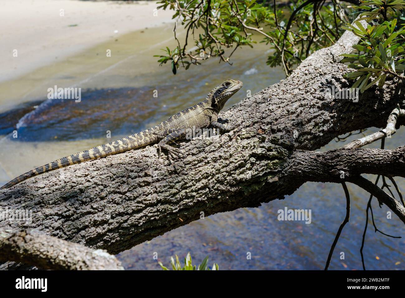 An Australian water dragon basking on a tree trunk at Parsley Bay, Vaucluse, Sydney, New South Wales, Australia Stock Photo